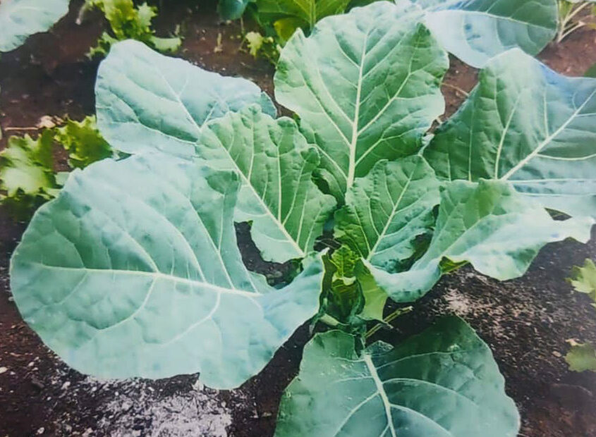 Imagem horta sustentável