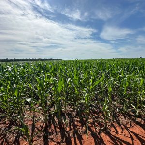 A cultura do milho a necessidade do uso do enxofre (EFFECTUS® SS) via foliar