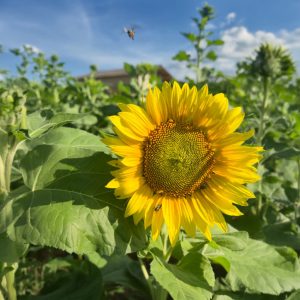 O papel das abelhas na preservação ambiental e na produção agrícola