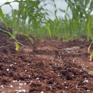 Como avaliar a eficácia da adubação na safra atual?
