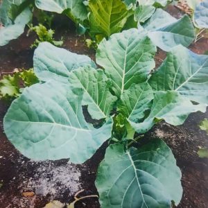 Horta escolar como estratégia sustentável e de aprendizagem