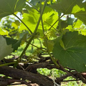 A cultura da uva e a necessidade do uso do enxofre (EFFECTUS® SS) via foliar